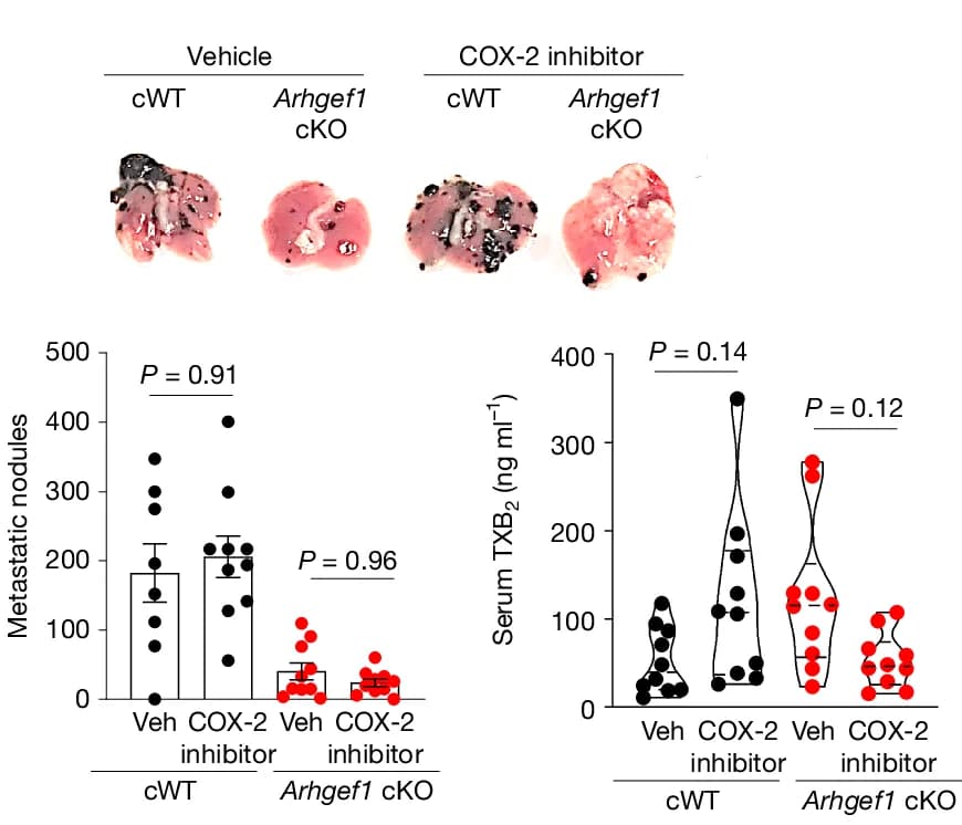 Open access visualization of Violin Plot, Error Bars, Photo, Box Plot, COX-2 Inhibitor