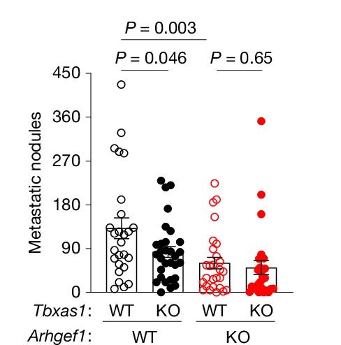 Open access visualization of Scatter Plot, Error Bars, B16 Lung Metastases, Wild-Type Mice, Tbxas1-KO Mice