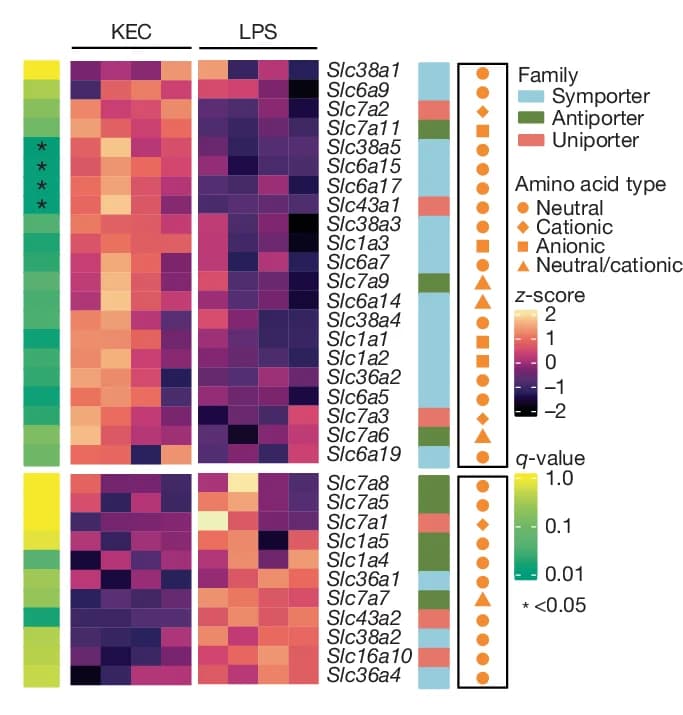 Open access visualization of Heatmap, SLC Genes, Macrophages, Transporter Families, Amino Acids