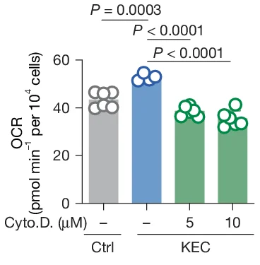 Open access visualization of Bar Plot, Scatter Plot, OCR, BMDMs, Cytochalasin D