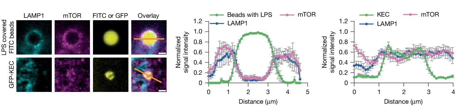 Open access visualization of Line Plot, Error Bars, Microscopy, Immunofluorescence Images, LAMP1