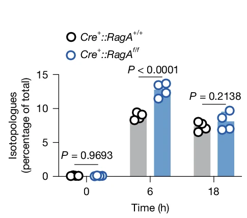 Open access visualization of Bar Plot, Scatter Plot, Fractional Labelling, Metabolites, Cre + ::RagA f/f BMDMs