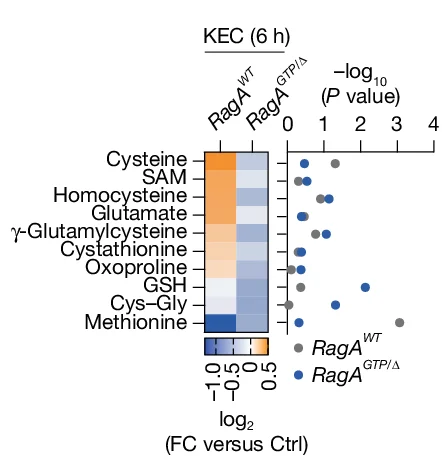 Open access visualization of Heatmap, Scatter Plot, Heat Map, Fold Changes, Metabolite Abundances