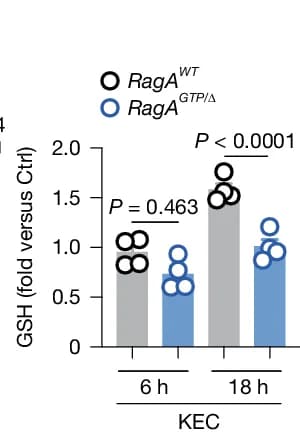 Open access visualization of Bar Plot, Scatter Plot, Intracellular Levels, GSH, RagA GTP/Δ BMDMs