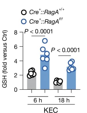 Open access visualization of Bar Plot, Scatter Plot, Intracellular Levels, GSH, Cre + ::RagA f/f BMDMs