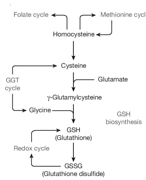 Open access visualization of Workflow, Flowchart, Schematic Representation, GSH Biosynthetic Pathway, Metabolic Pathways