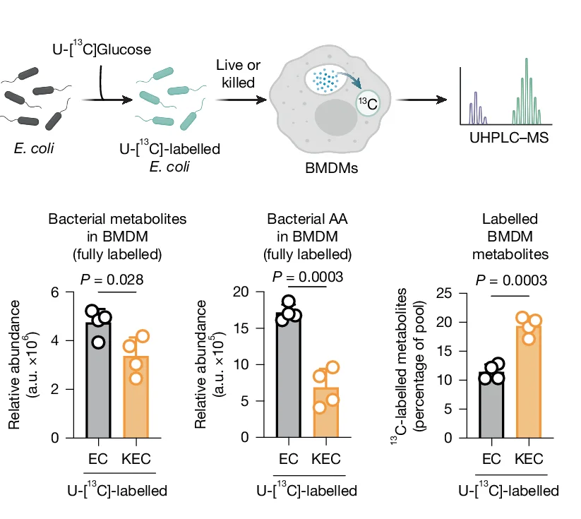 Open access visualization of Bar Plot, Scatter Plot, Workflow, Intracellular Concentrations, EC