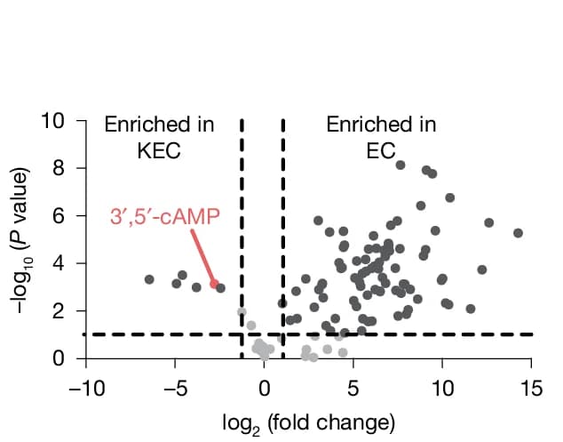 Open access visualization of Scatter Plot, Volcano Plot, Metabolite Concentrations, EC, KEC