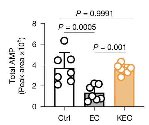 Open access visualization of Bar Plot, Error Bars, Scatter Plot, Intracellular AMP, BMDMs
