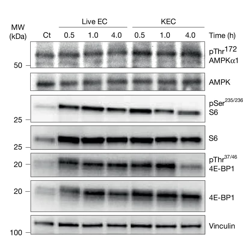 Open access visualization of Gel, Western Blot, S6, 4E-BP1, AMPK