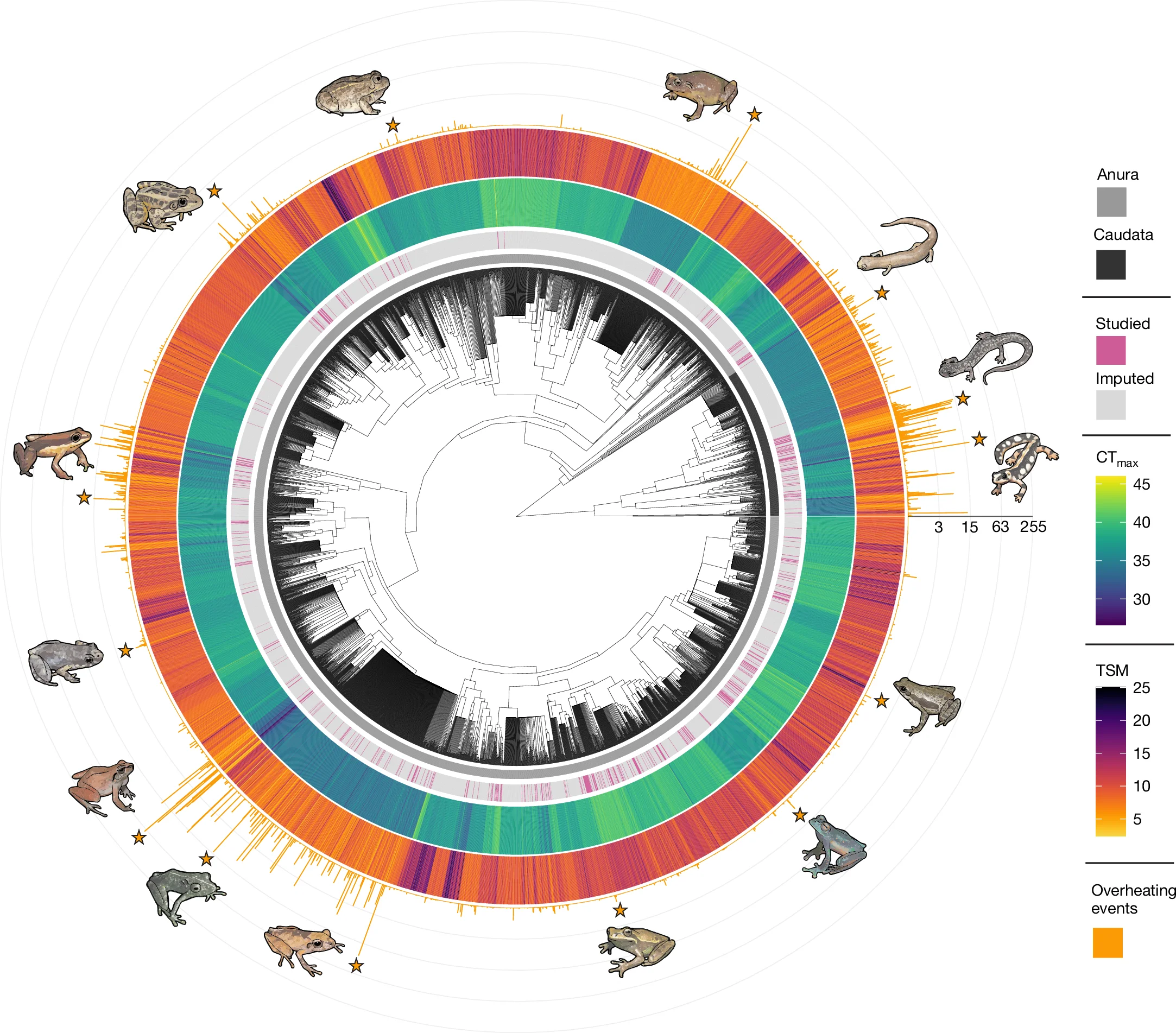 Open access visualization of Heatmap, Network, Phylogenetic Tree, Heat Tolerance, TSM
