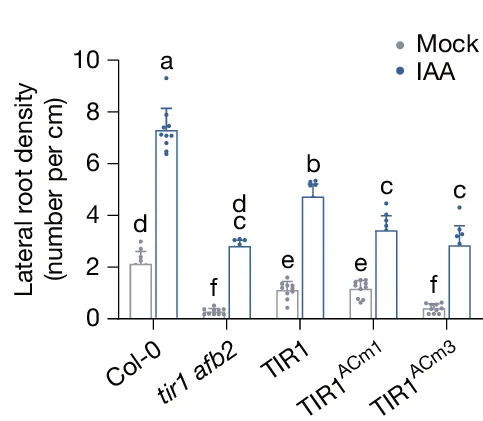 Open access visualization of Bar Plot, Error Bars, Clustered, Lateral Root Density, Roots