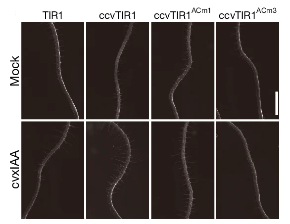 Open access visualization of Microscopy, Root Hair Elongation, Root Hairs, Genotypes
