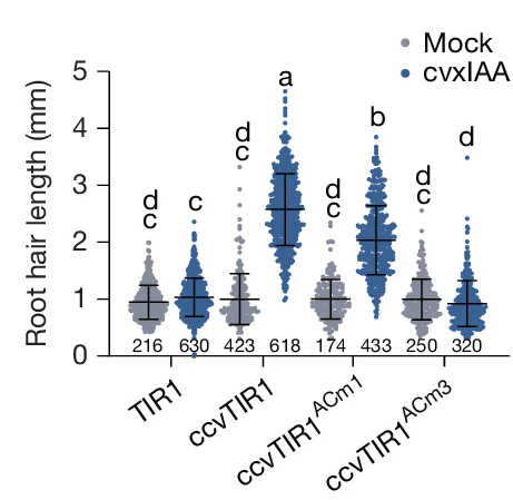 Open access visualization of Violin Plot, Error Bars, Root Hair Length, Roots, ANOVA