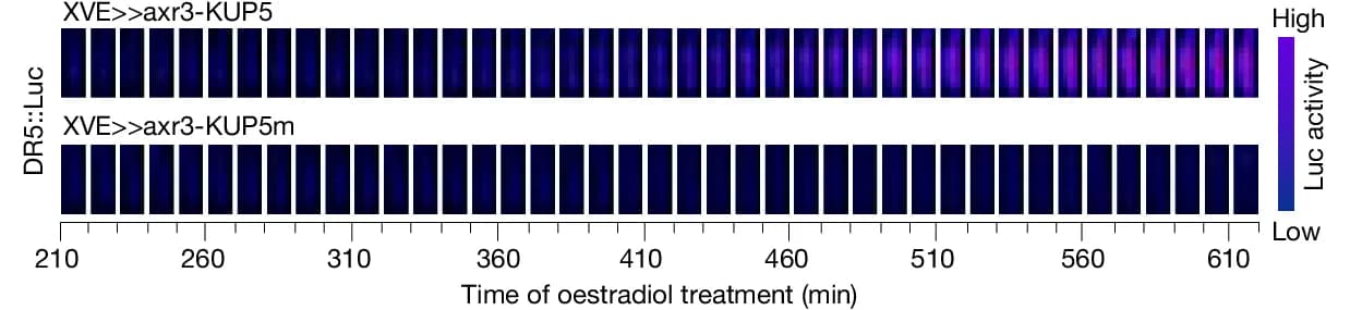 Open access visualization of Heatmap, DR5::Luc expression, Root Tip, False Colour Images