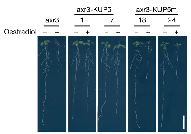 Open access visualization of Photo, Lateral Root Formation