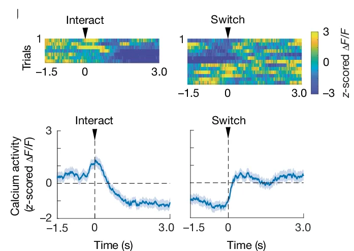 Open access visualization of Line Plot, Error Bars, Heatmap, Calcium Activity, VGAT + MRN Neurons