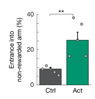 Open access visualization of Bar Plot, Error Bars, Scatter Plot, Exploratory Behavior, tdTomato Control Mice