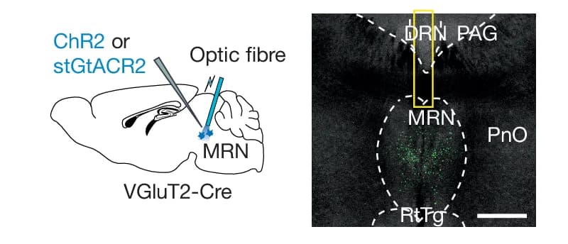 Open access visualization of Microscopy, Illustration, Optogenetic Activation, Optogenetic Suppression, VGluT2 + MRN Neurons