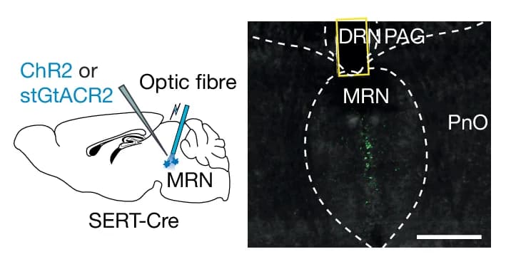 Open access visualization of Illustration, Microscopy, Optogenetic Activation, Optogenetic Suppression, Serotonergic Neurons