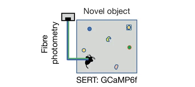 Open access visualization of Illustration, Calcium Fibre Photometry, Serotonergic Neurons, Object Recognition