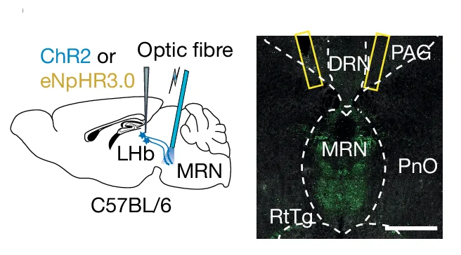 Open access visualization of Microscopy, Illustration, Optogenetic Activation, Optogenetic Suppression, LHb Input