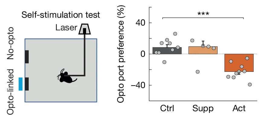 Open access visualization of Bar Plot, Error Bars, Scatter Plot, Self-Stimulation Test, Nose-Poke Port