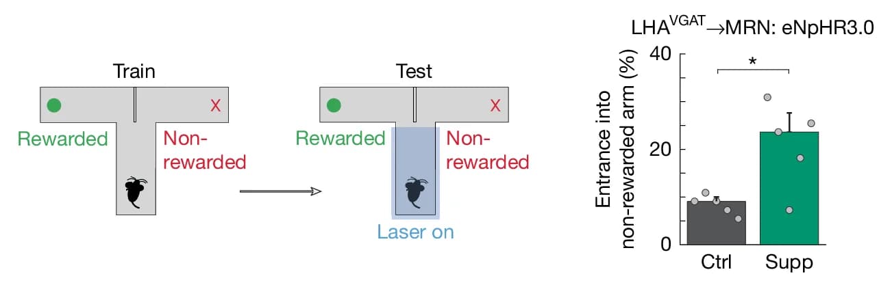 Open access visualization of Illustration, Bar Plot, Error Bars, Exploration, T-Maze