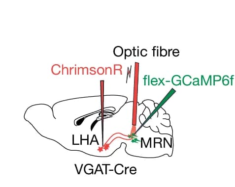 Open access visualization of Illustration, Calcium Signals, MRN, VGAT, Neurons