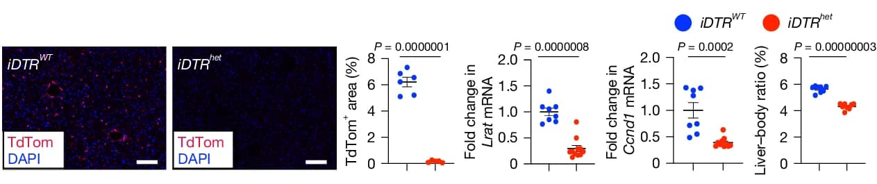 Open access visualization of Microscopy, Scatter Plot, Error Bars, Lrat-cre Mice, iDTR Mice