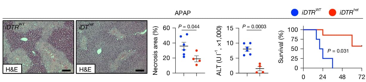 Open access visualization of Microscopy, Scatter Plot, Line Plot, Error Bars, Survival Curve