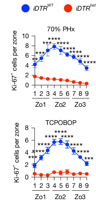 Open access visualization of Line Plot, Error Bars, Zonal Quantification, Ki-67+ Cells, PHx