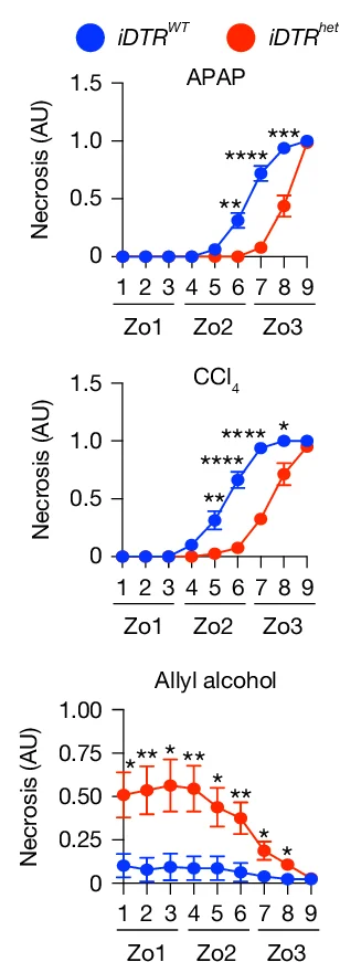 Open access visualization of Line Plot, Error Bars, Zonal Quantification, Necrosis, APAP