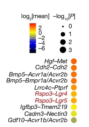 Open access visualization of Bubble Plot, CellPhoneDB Analysis, HSC-Hepatocyte Interaction, Ligand-Receptor Interaction, Mouse Liver