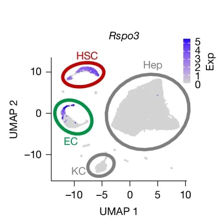 Open access visualization of UMAP, snRNA-Seq, Rspo3 Expression, Mouse Liver