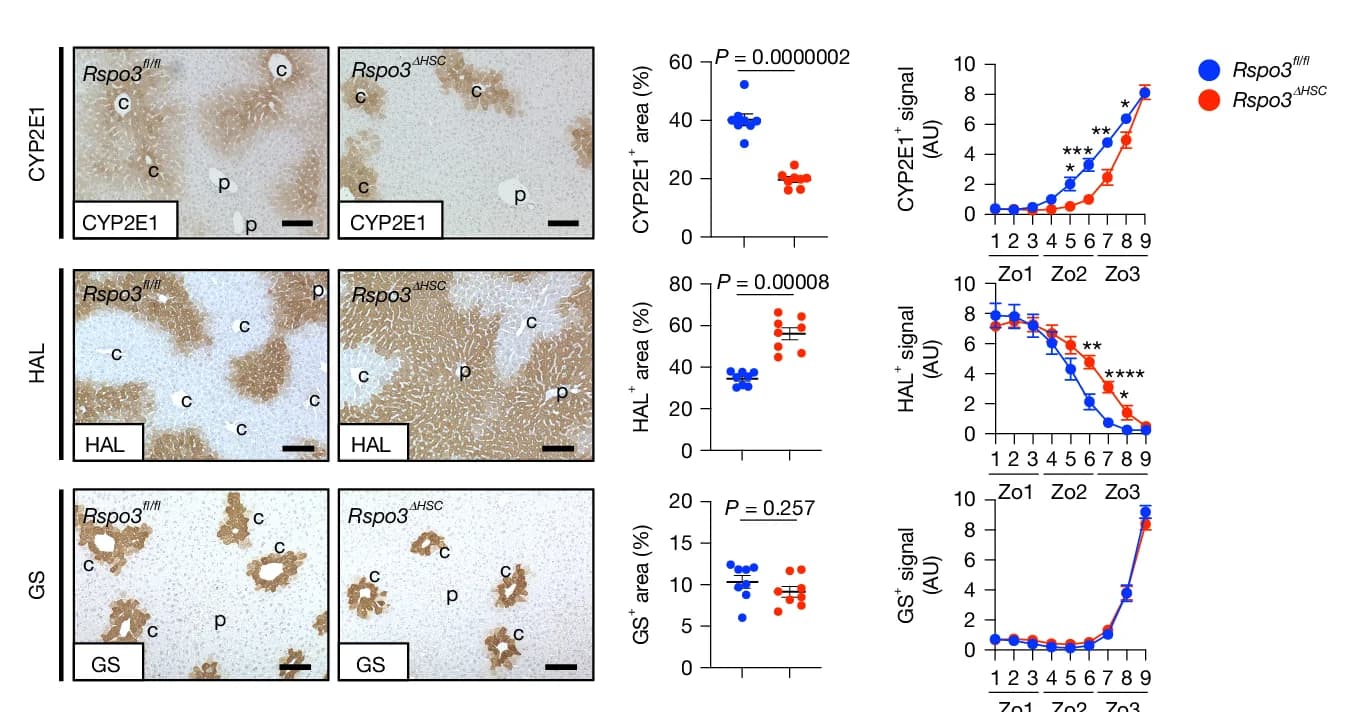 Open access visualization of Photo, Line Plot, Scatter Plot, Error Bars, IHC