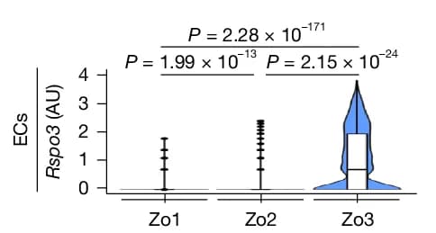 Open access visualization of Violin Plot, Box Plot, Rspo3 Expression, ECs, Mouse Liver Zones