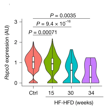 Open access visualization of Violin Plot, Box Plot, scRNA-seq, Rspo3 mRNA, HSCs