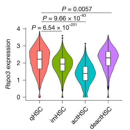 Open access visualization of Violin Plot, Box Plot, scRNA-seq, Rspo3 mRNA, qHSC