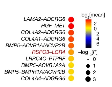 Open access visualization of Bubble Plot, CellPhoneDB analysis, HSC-Hepatocyte Interactions, snRNA-seq, Human Livers