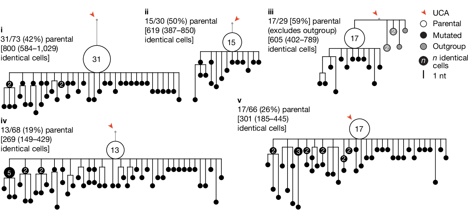 Open access visualization of Network, Pathway, Phylogenetic Trees, Ighv Sequences, Germinal Centers
