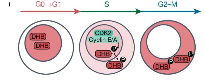 Open access visualization of Workflow, Illustration, CDK2 Activity, DHB Reporter, Subcellular Translocation