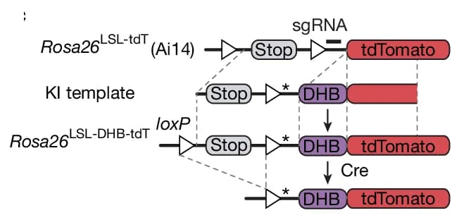 Open access visualization of Workflow, Flowchart, Rosa26, DHB-tdTomato, Knock-in Allele