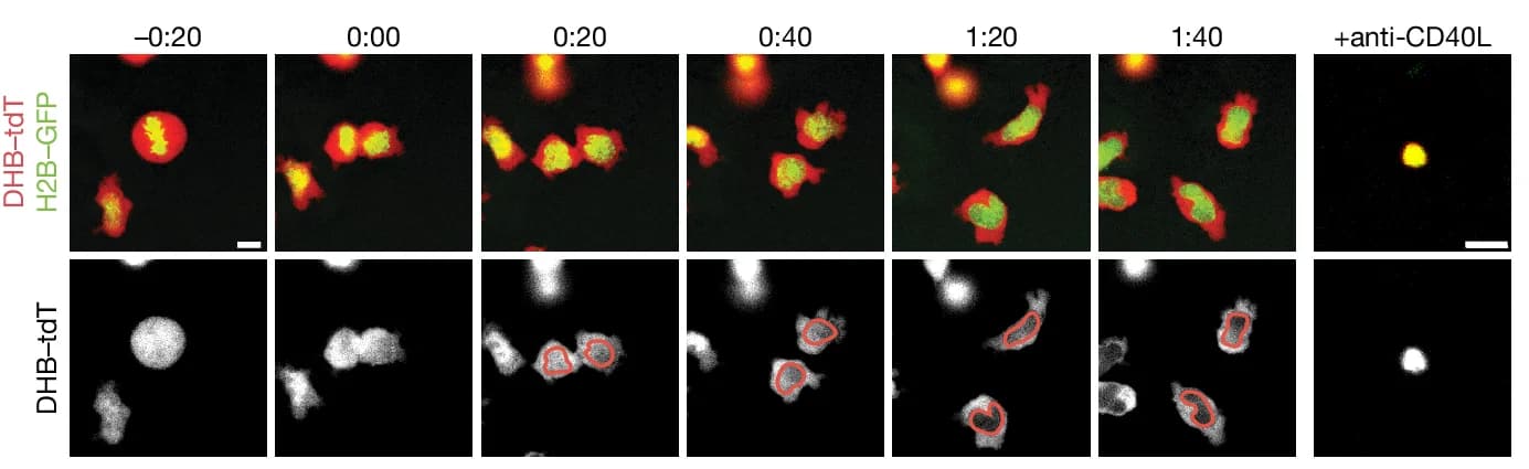 Open access visualization of Microscopy, Time-Lapse Imaging, GC B Cells, Nojima Cultures, H2B-GFP