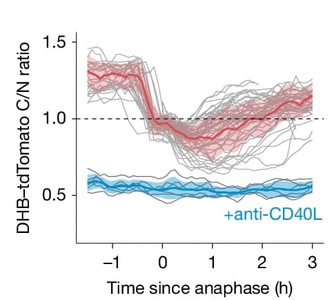 Open access visualization of Line Plot, Error Bars, CDK2 Activity Traces, Anti-CD40L Antibody, CDK2 Low Reference