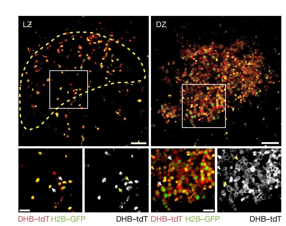 Open access visualization of Microscopy, DHB-tdTomato, H2B-GFP, GC B Cells, CD35 Expression