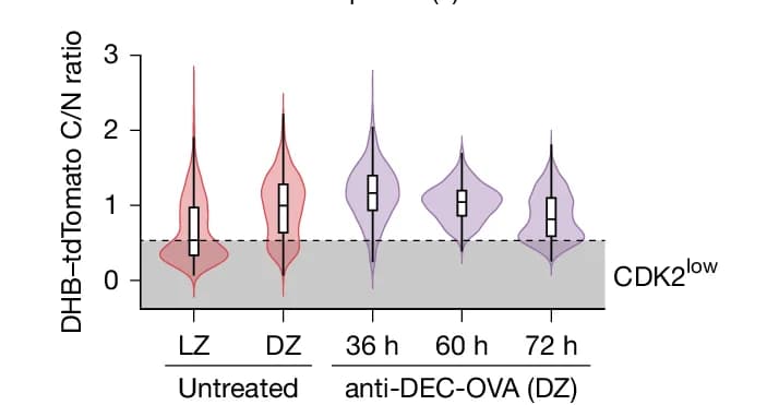 Open access visualization of Violin Plot, Box Plot, CDK2 Activity, LZ Cells, GC Data