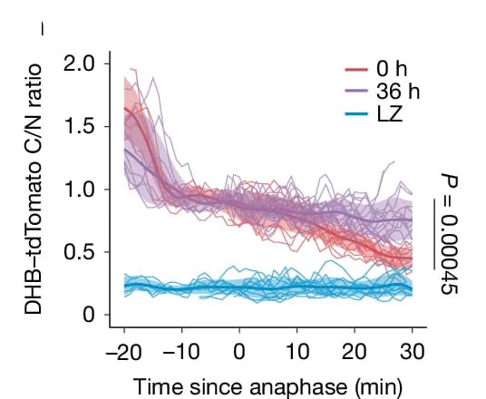 Open access visualization of Line Plot, Error Bars, In Vivo, CDK2 Activity Traces, DZ Cells