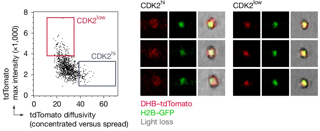 Open access visualization of Scatter Plot, Microscopy, Sorting Gate, GC B Cells, CDK2