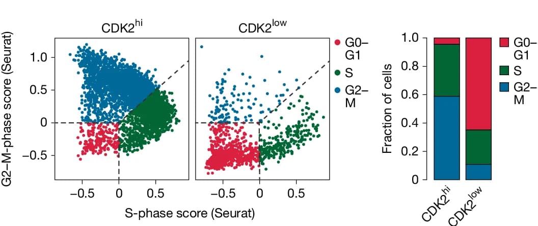 Open access visualization of Scatter Plot, Stacked Bar Plot, Cell-Cycle Phase, CDK2, DZ B Cells